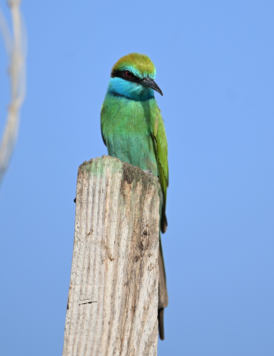 Arabian Green Bee-eater - ML646234534