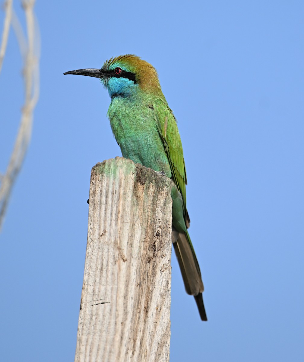 Arabian Green Bee-eater - ML646234535