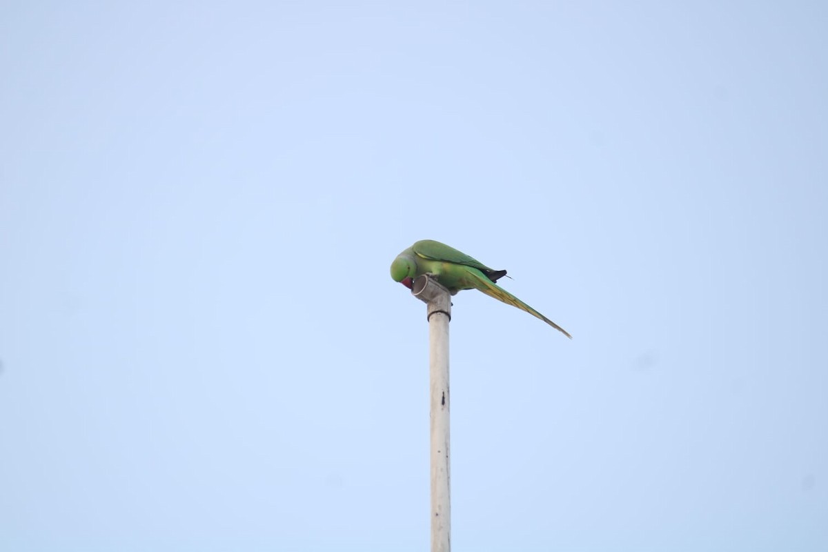 Rose-ringed Parakeet - ML646234539