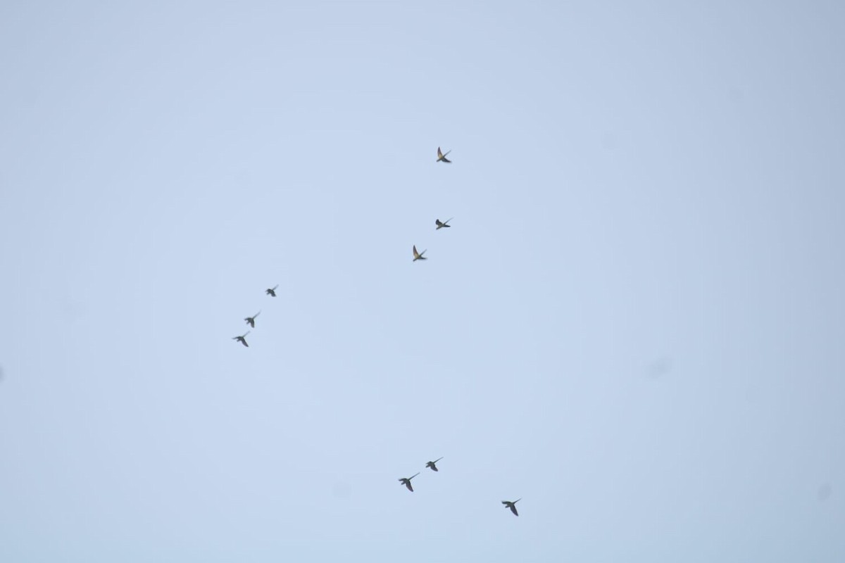 Rose-ringed Parakeet - ML646234540