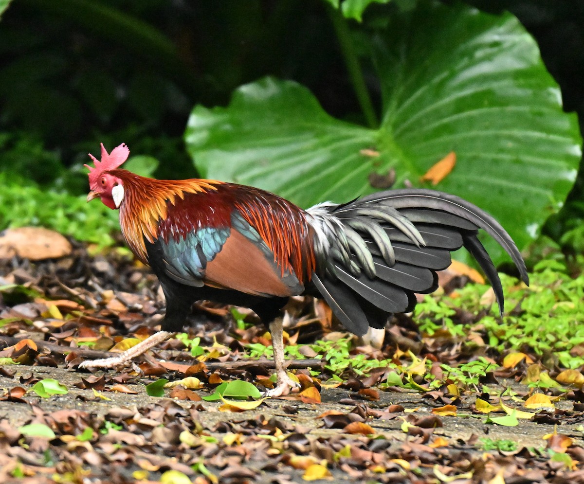 Red Junglefowl (Domestic type) - ML646234541