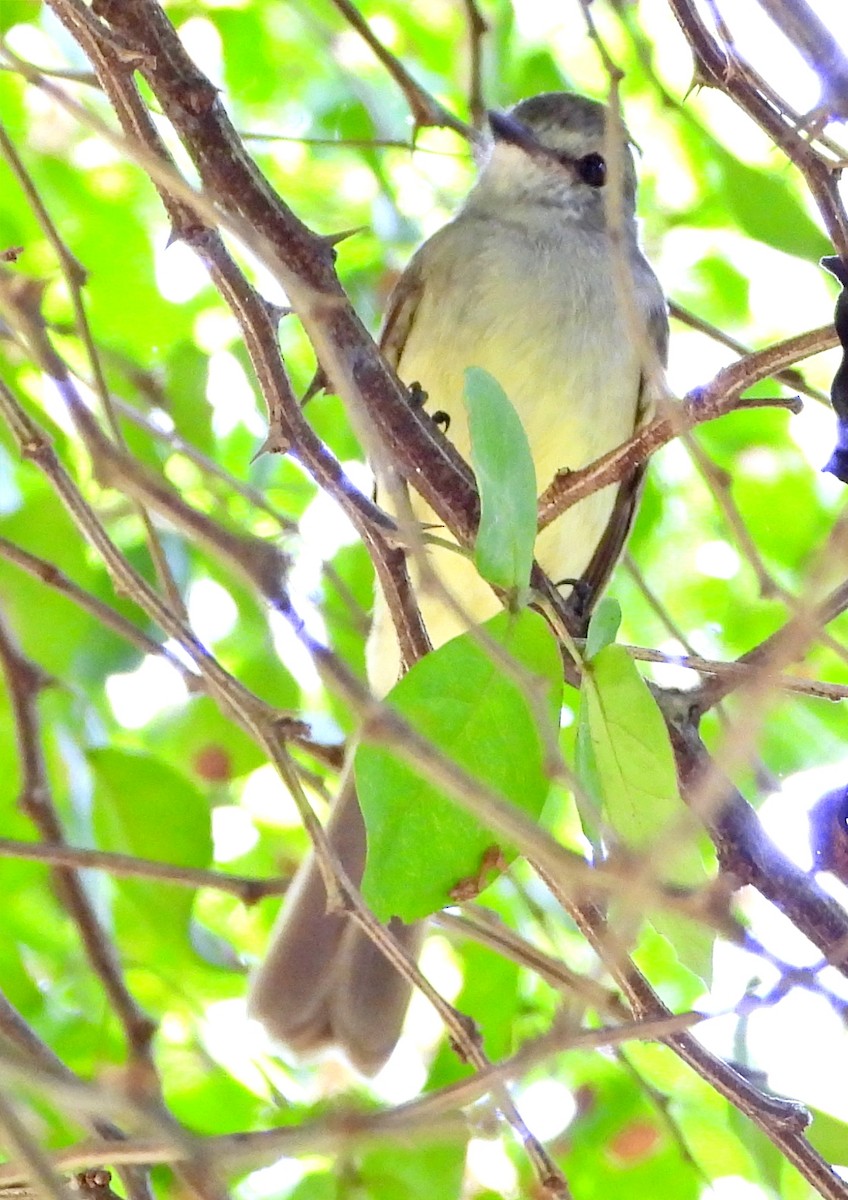 Northern Scrub-Flycatcher - ML646234542