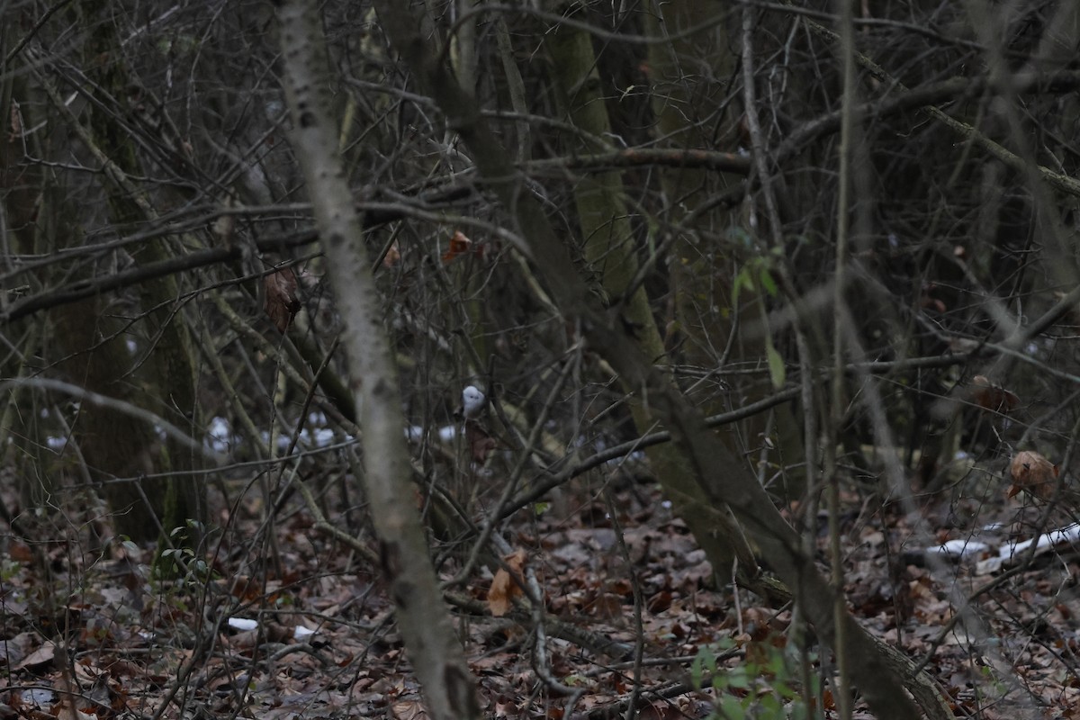 Long-tailed Tit - ML646234543