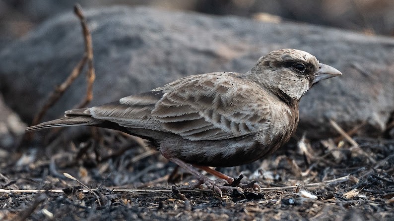Ashy-crowned Sparrow-Lark - ML646234544