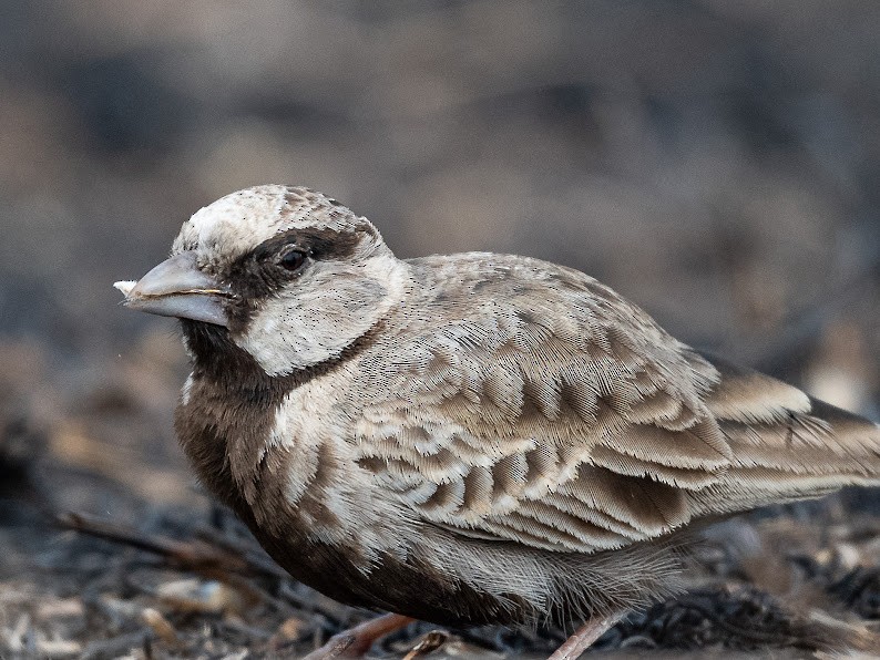 Ashy-crowned Sparrow-Lark - ML646234545