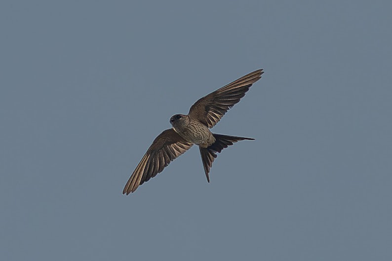 Eastern Red-rumped Swallow - ML646234548