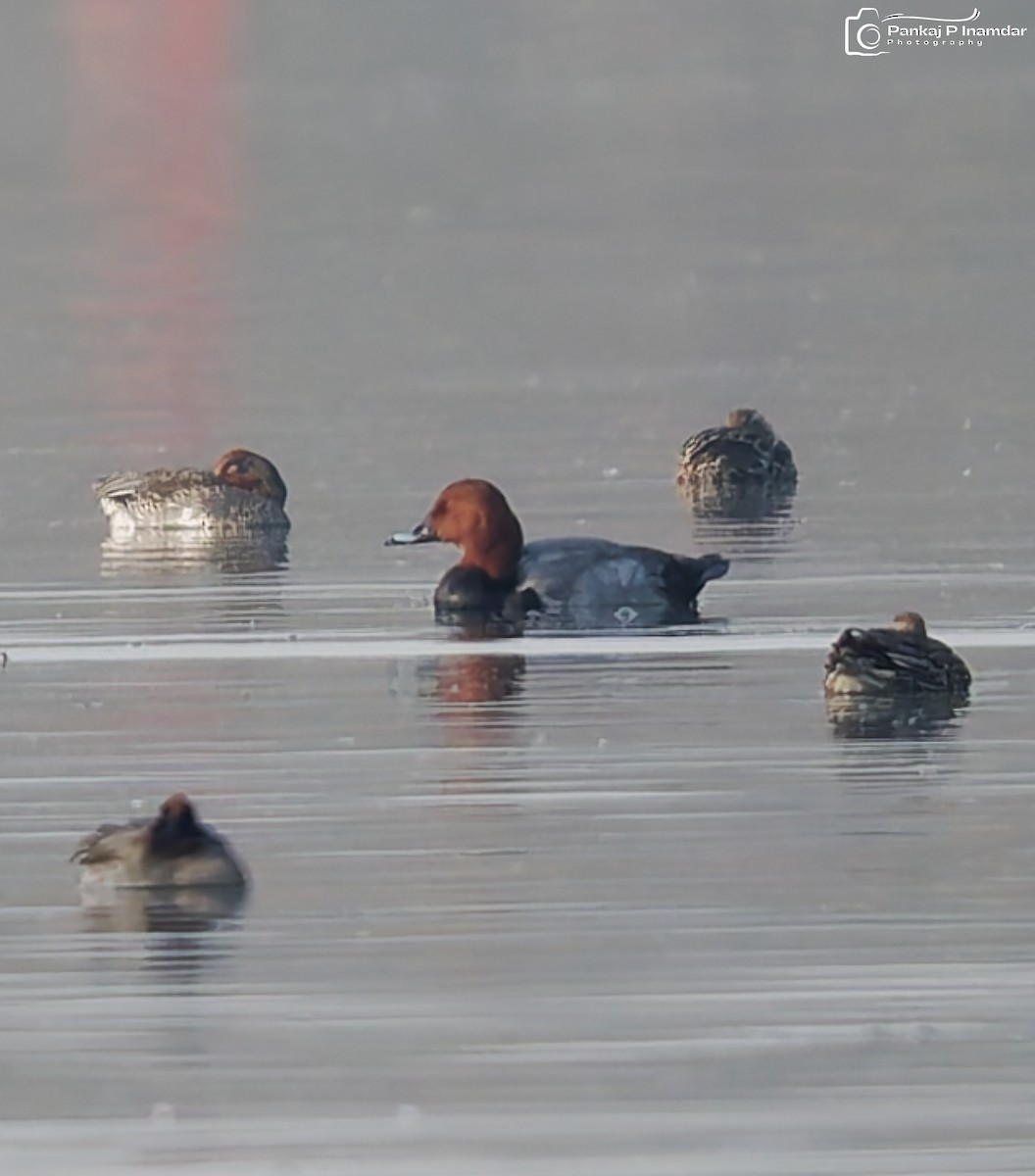 Common Pochard - ML646234554