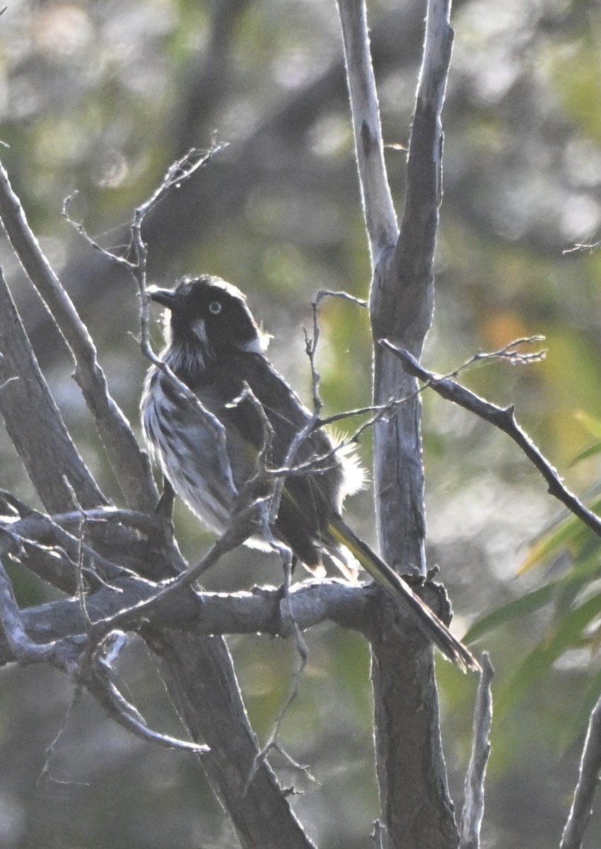 medosavka žlutokřídlá - ML646234555