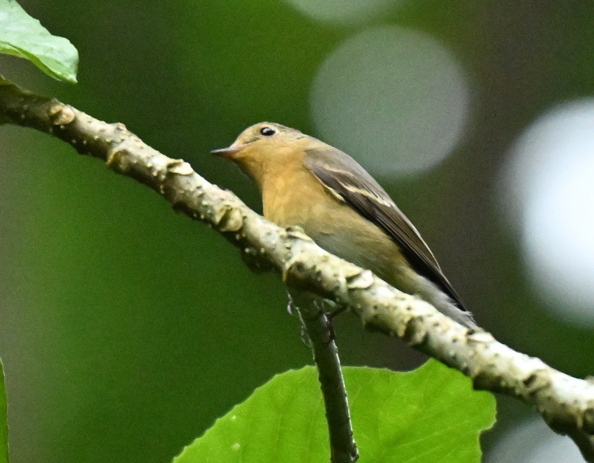 חטפית מוגימקי - ML646234557