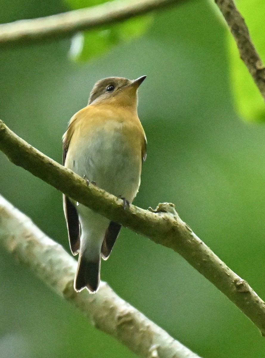 חטפית מוגימקי - ML646234558