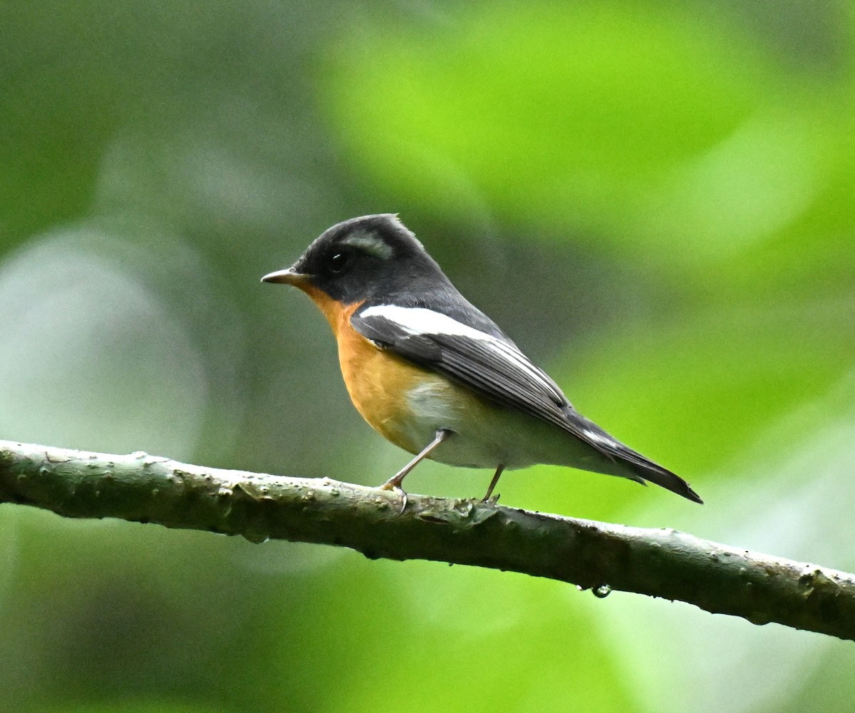 חטפית מוגימקי - ML646234559