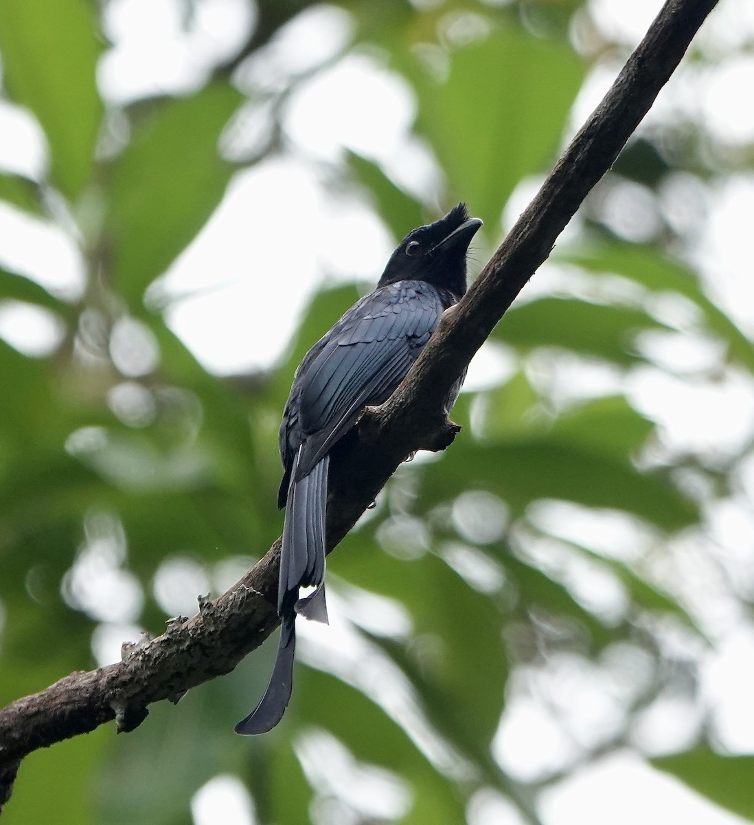 Sri Lanka Drongo - ML646234564