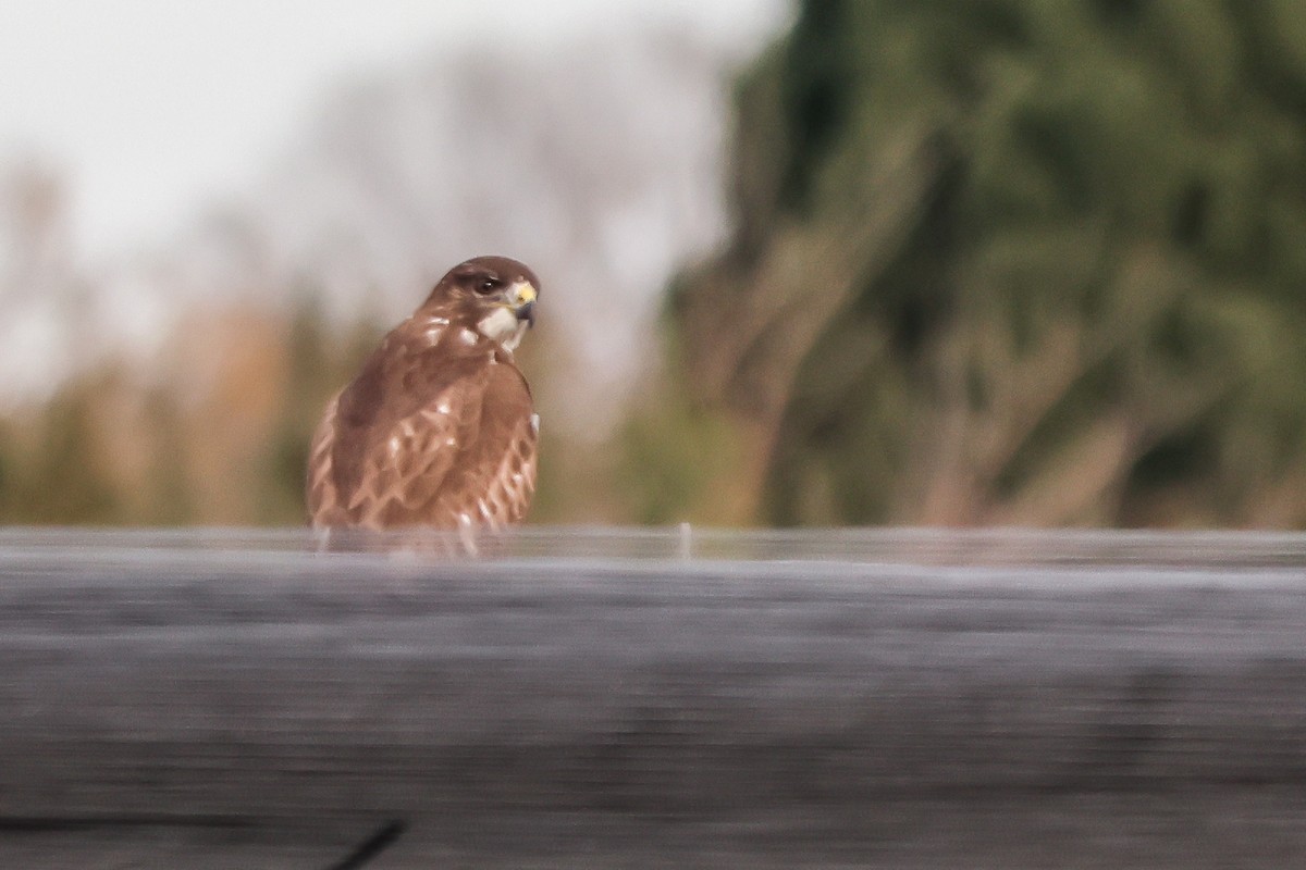 Common Buzzard - ML646234567