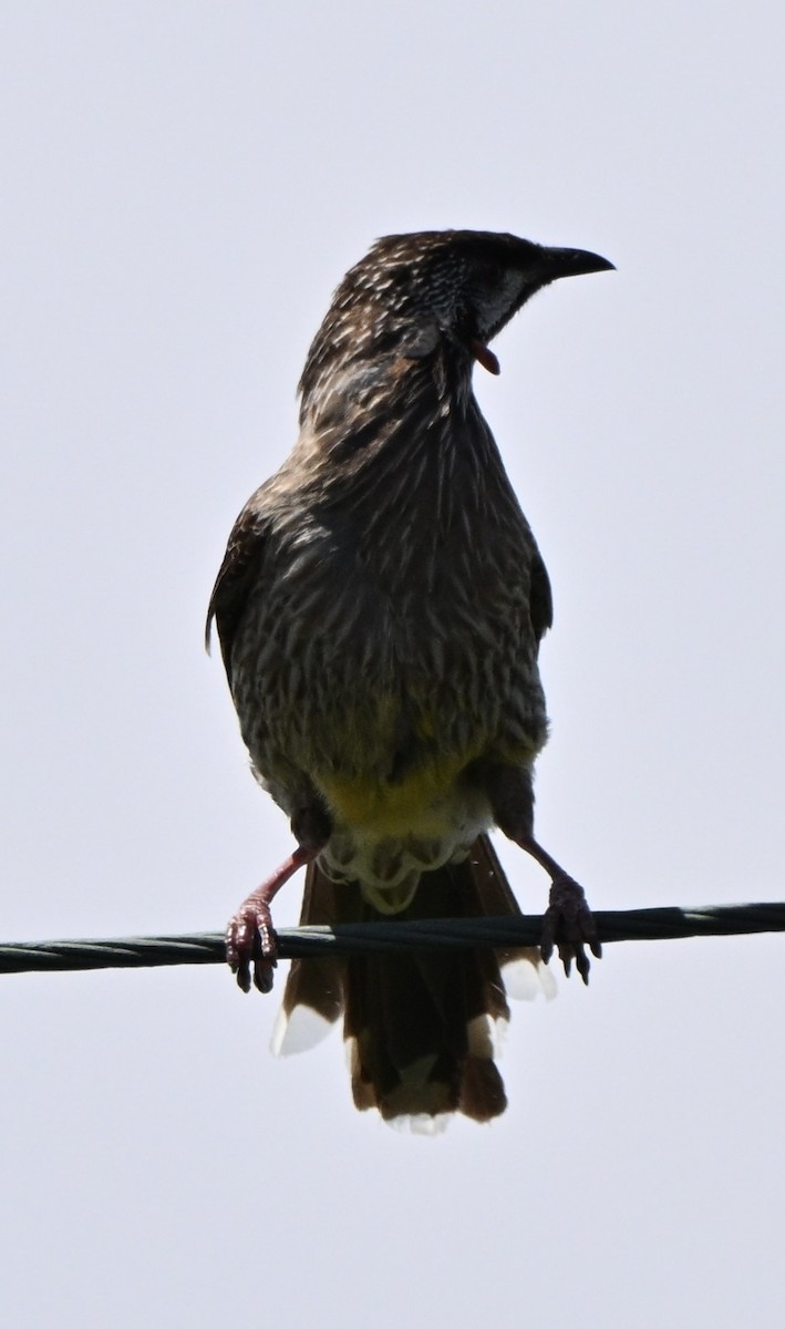 laločnatka jihoaustralská - ML646234586