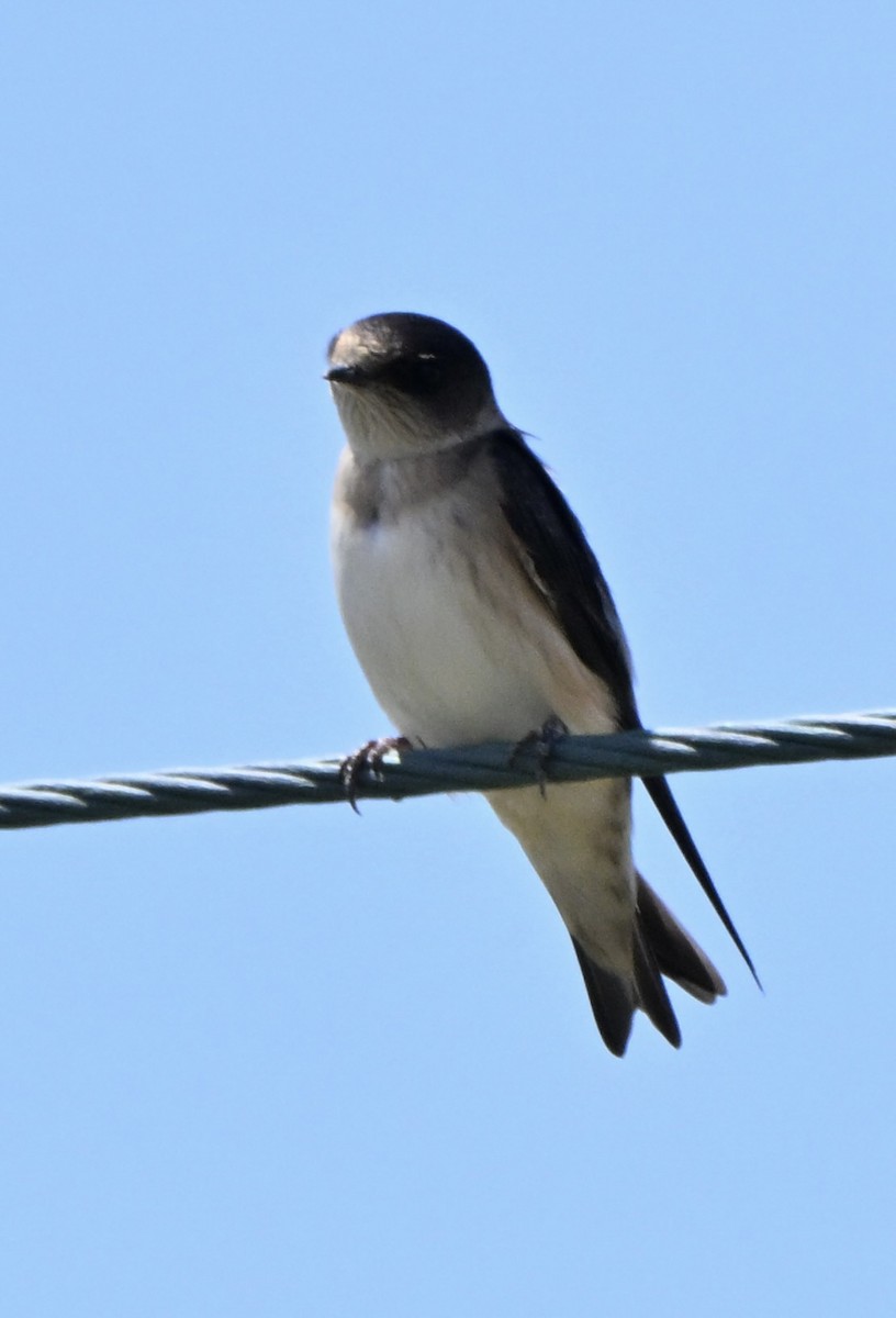 vlaštovka rezavočelá - ML646234588