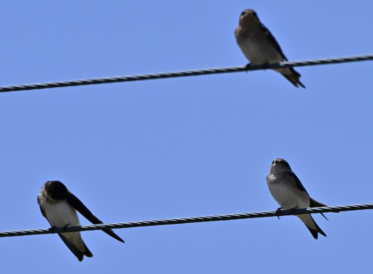 vlaštovka rezavočelá - ML646234593