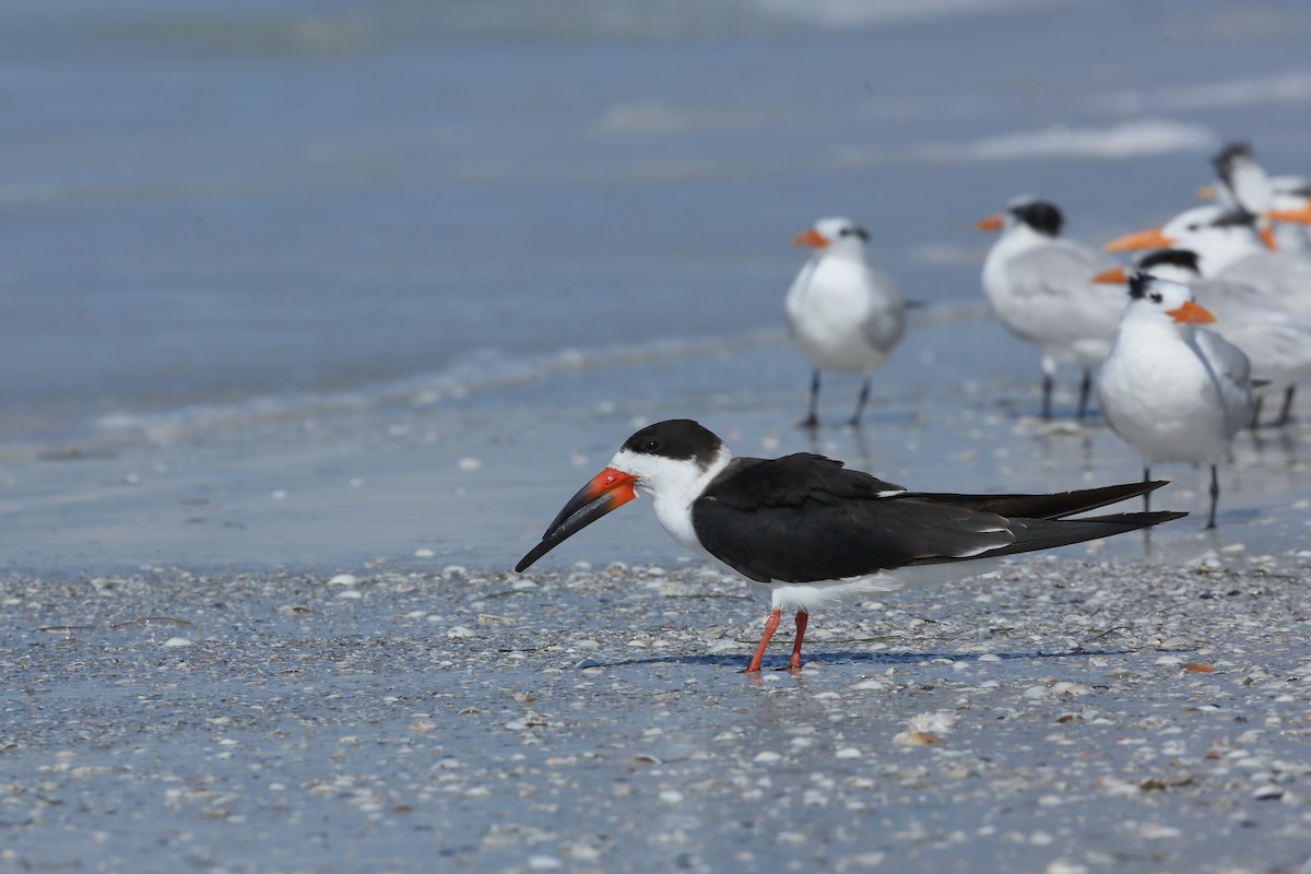 Black Skimmer (niger) - ML646234601