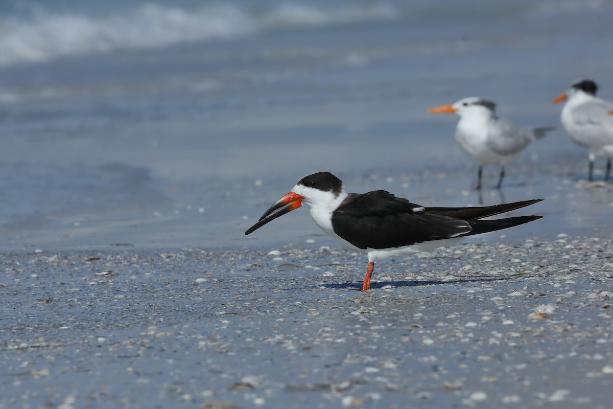 Black Skimmer (niger) - ML646234604
