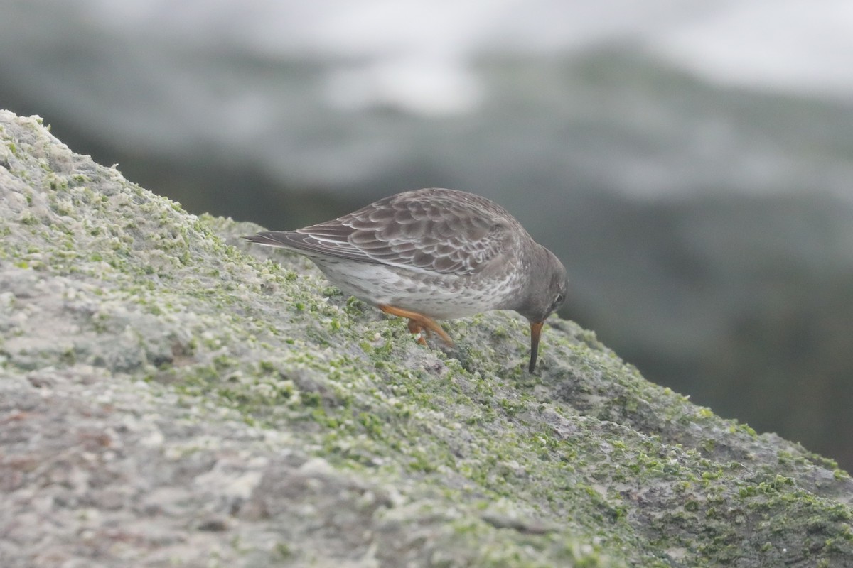 Purple Sandpiper - ML646234605