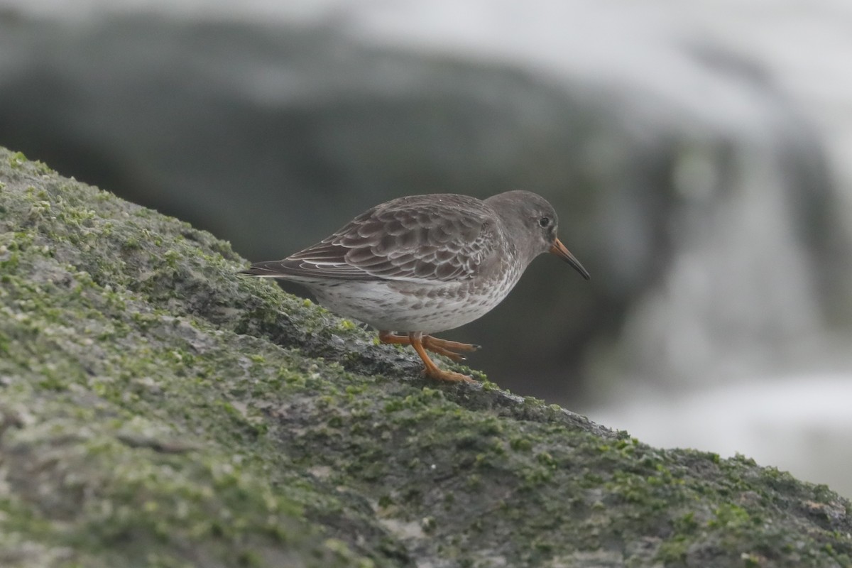 Purple Sandpiper - ML646234606