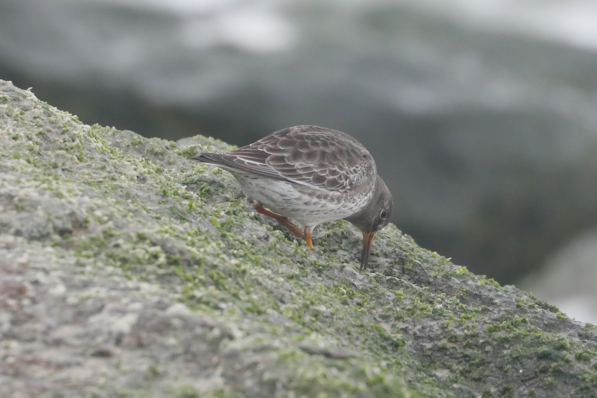Purple Sandpiper - ML646234608