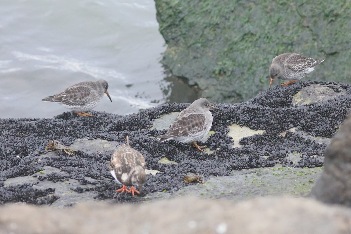 Purple Sandpiper - ML646234609