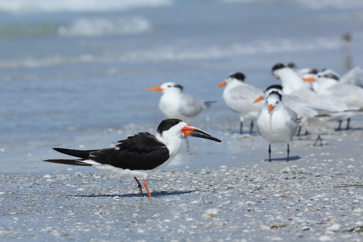 Black Skimmer (niger) - ML646234614