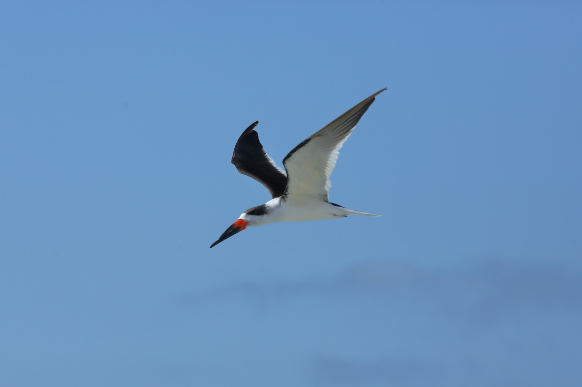 Black Skimmer (niger) - ML646234620