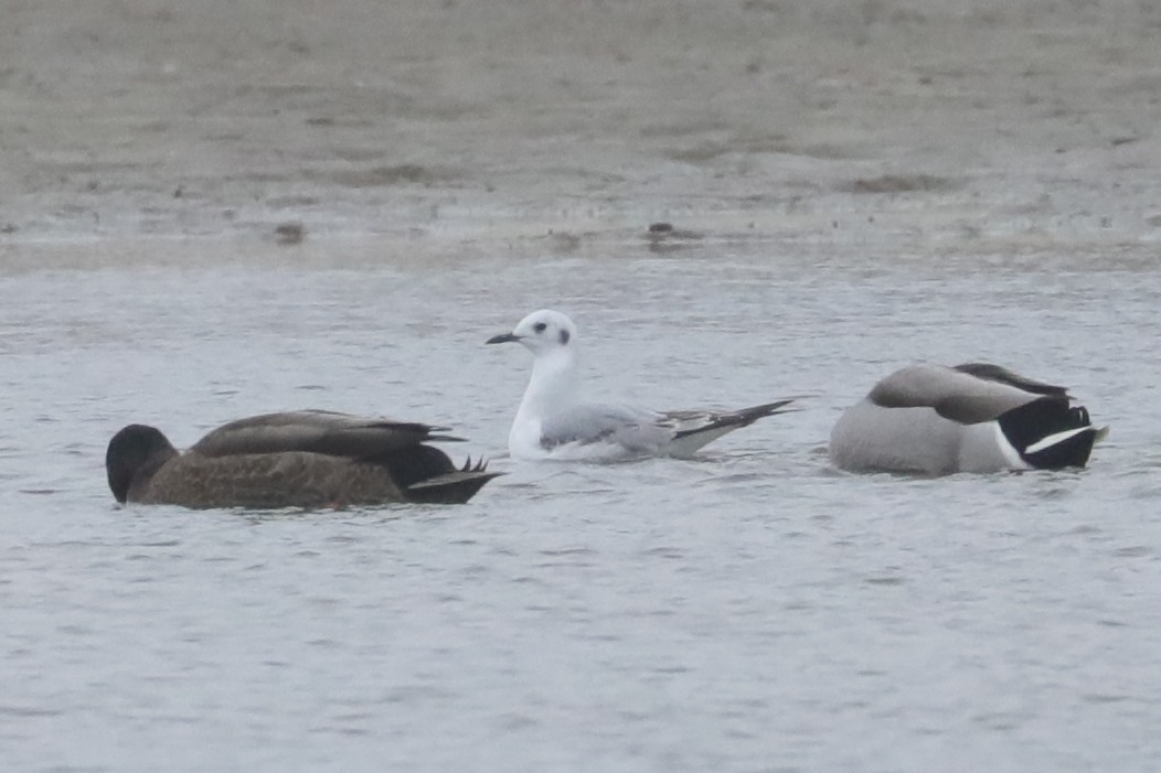 Bonaparte's Gull - ML646234621