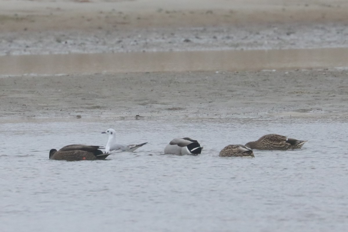 Bonaparte's Gull - ML646234622