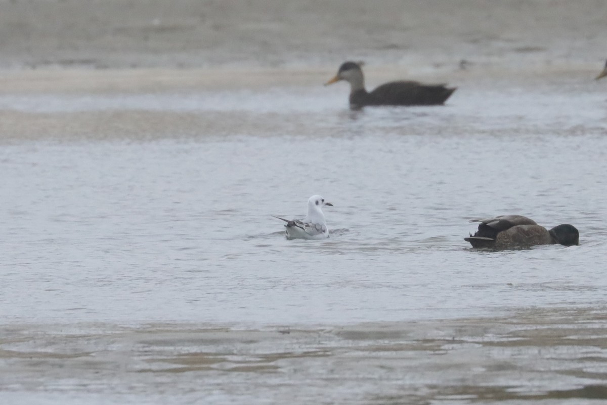 Bonaparte's Gull - ML646234623