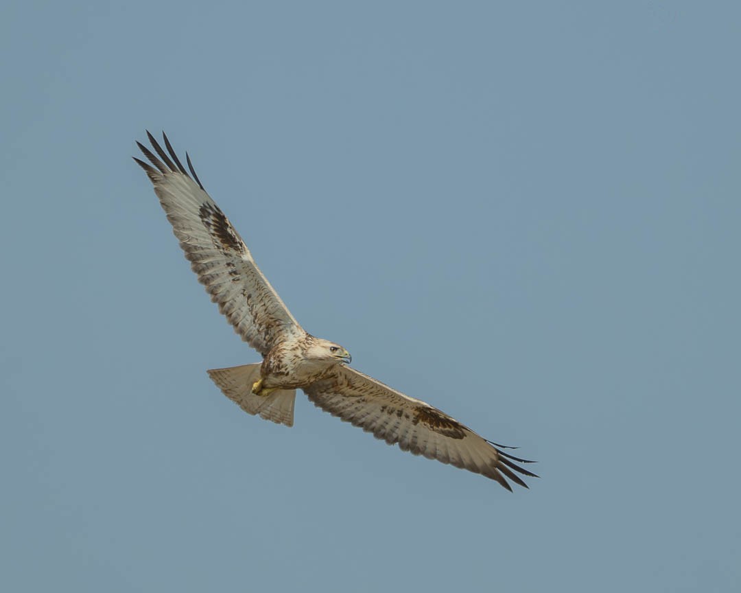 Long-legged Buzzard - ML646234624
