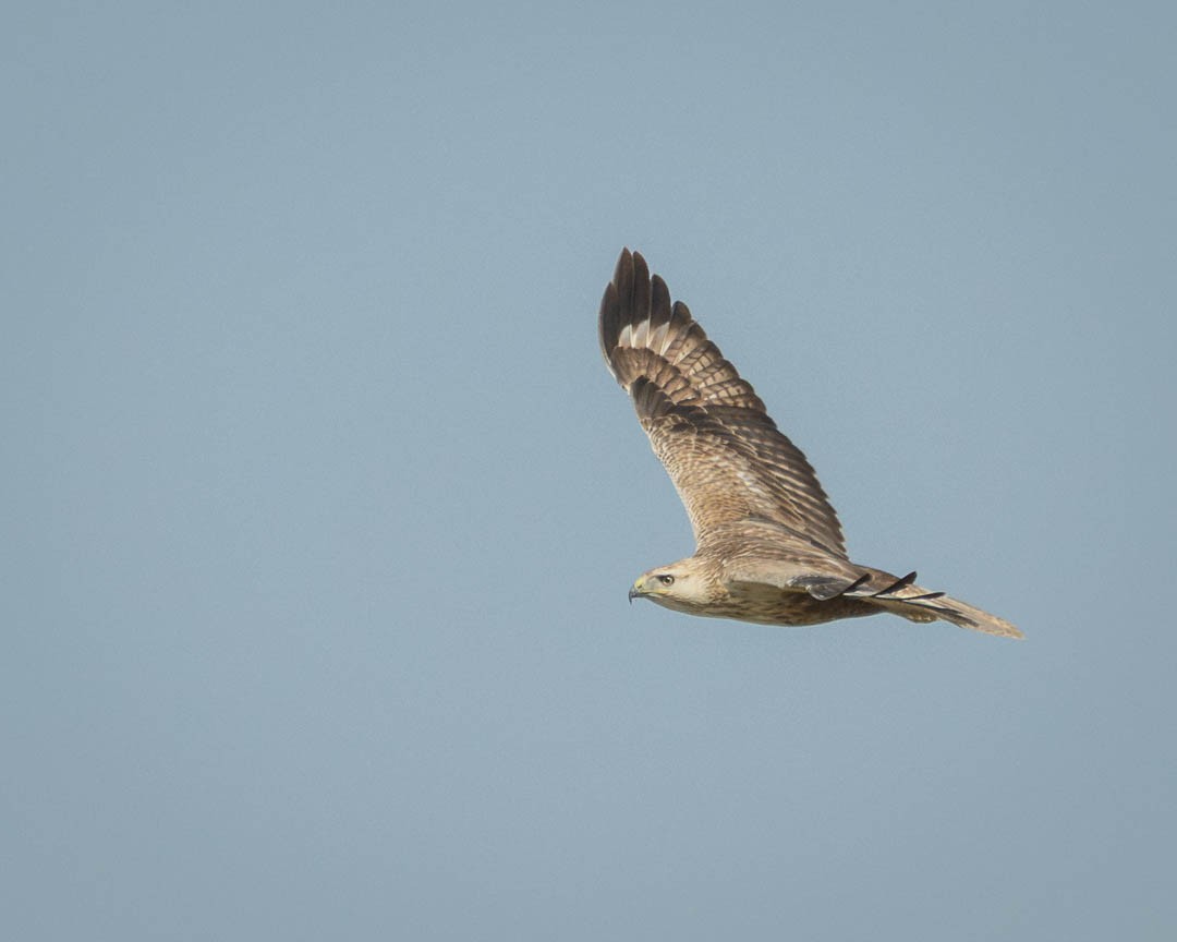 Long-legged Buzzard - ML646234625