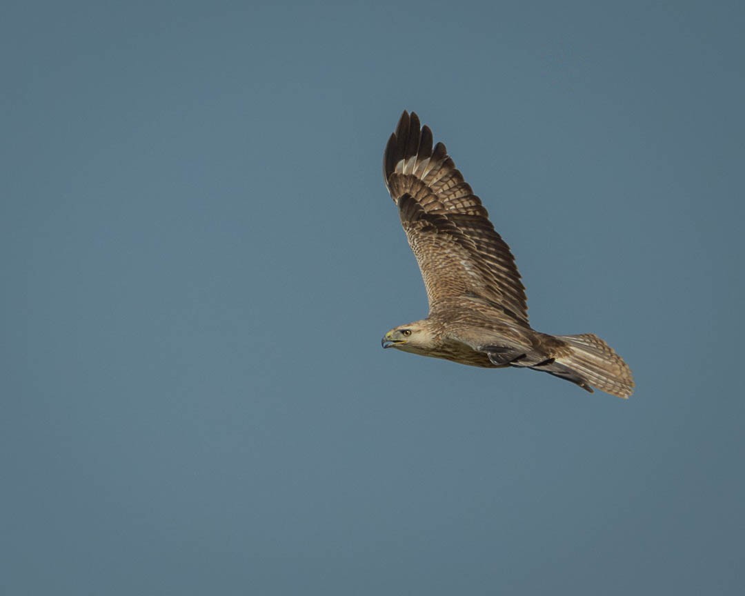 Long-legged Buzzard - ML646234626