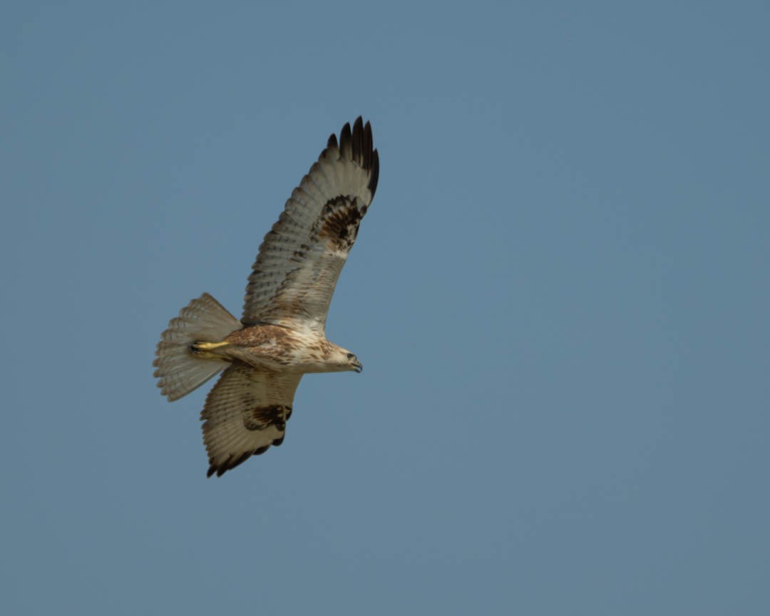 Long-legged Buzzard - ML646234628