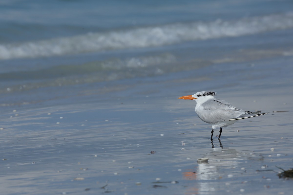 Royal Tern - ML646234629