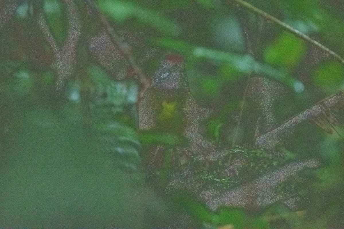 ウスズミハシブトシトド - ML646234631