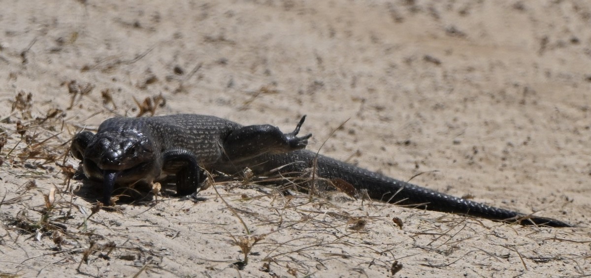 Animals - ML646234633