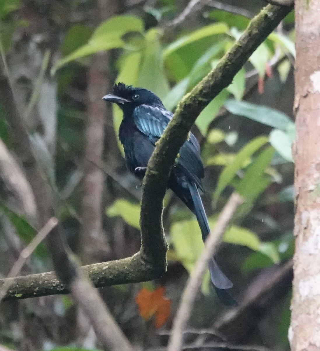 Sri Lanka Drongo - ML646234634
