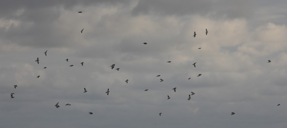 Snow Bunting - ML646234636