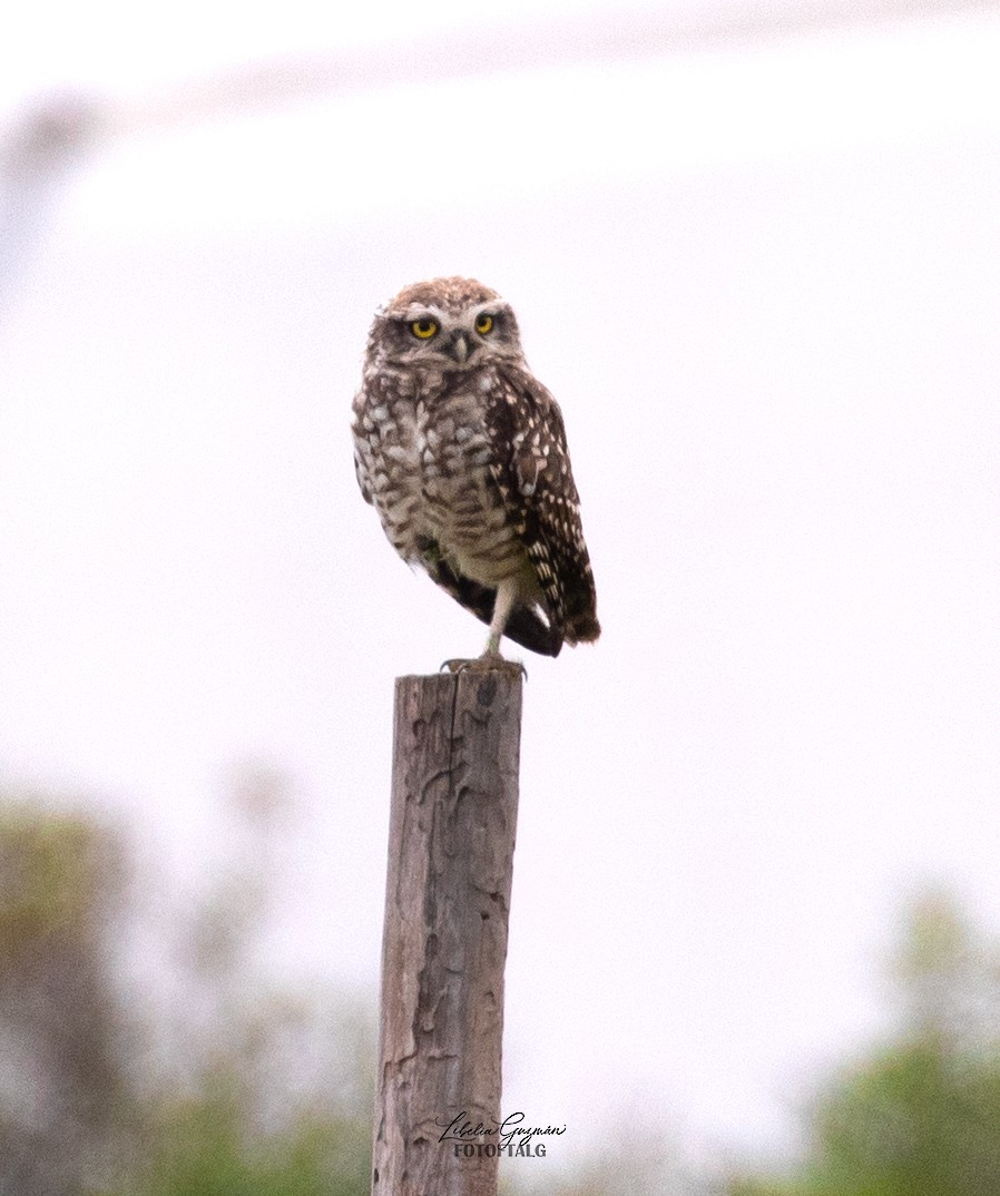 Burrowing Owl - ML646234639