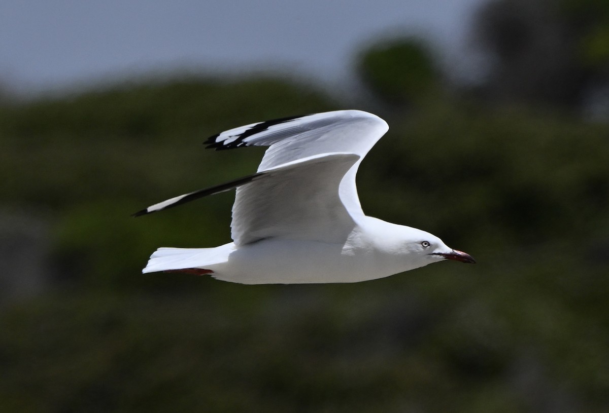 racek australský - ML646234640