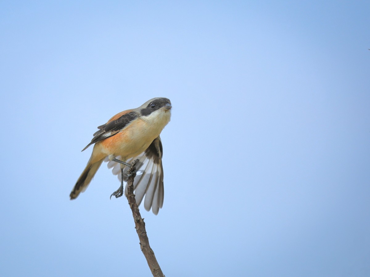 Bay-backed Shrike - ML646234641