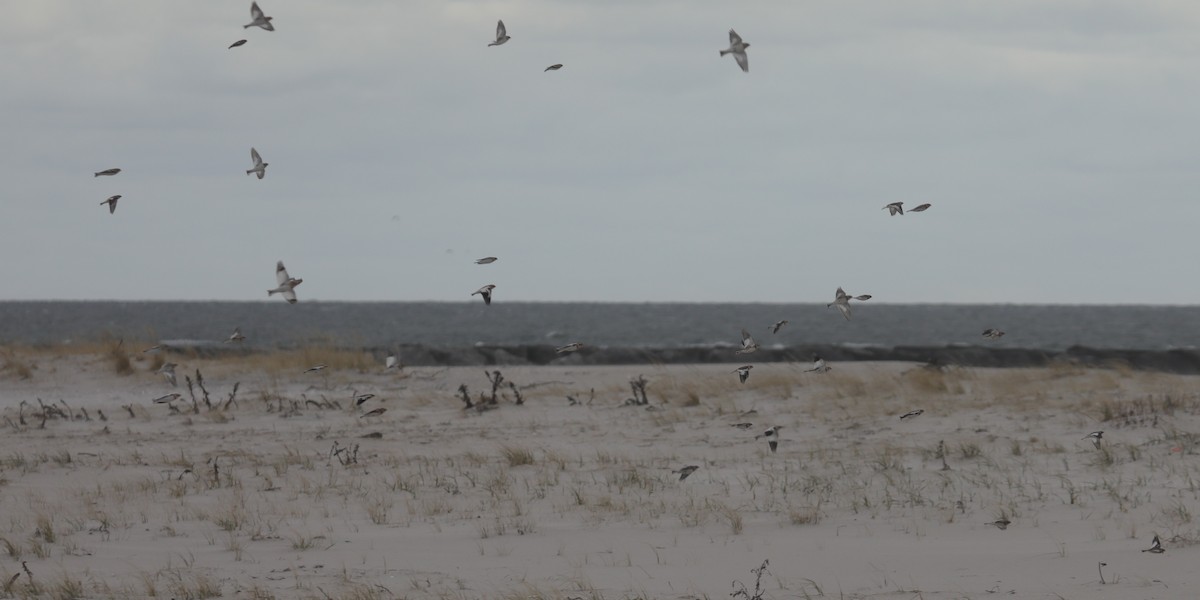 Snow Bunting - ML646234644