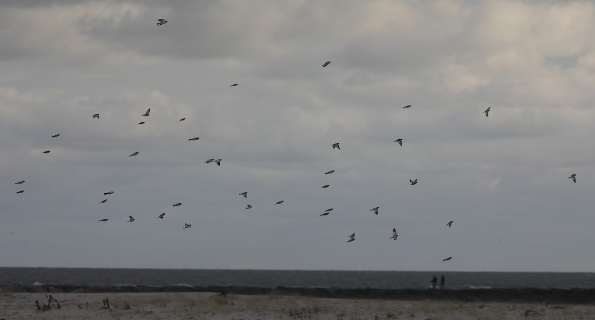 Snow Bunting - ML646234645
