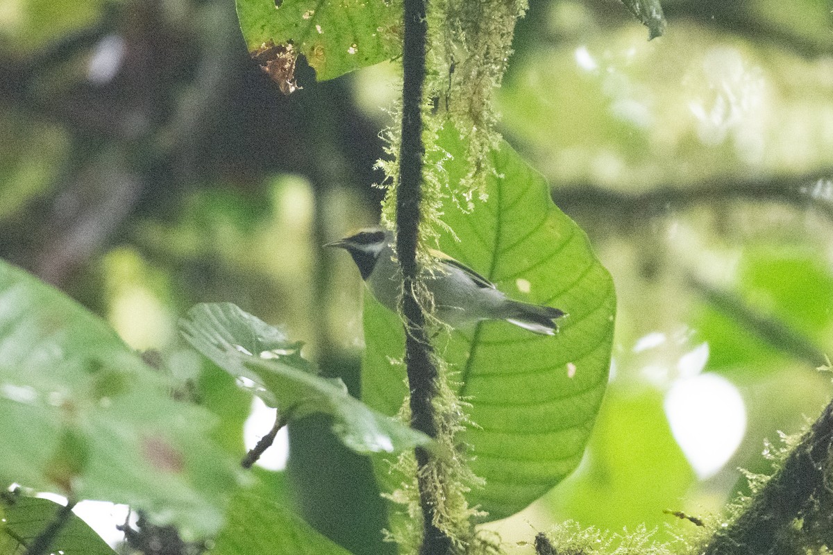 キンバネアメリカムシクイ - ML646234647