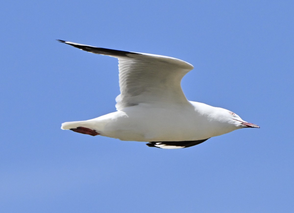 racek australský - ML646234652