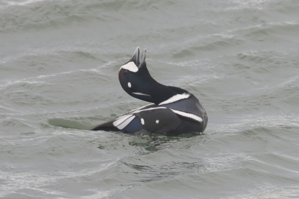 Harlequin Duck - ML646234656