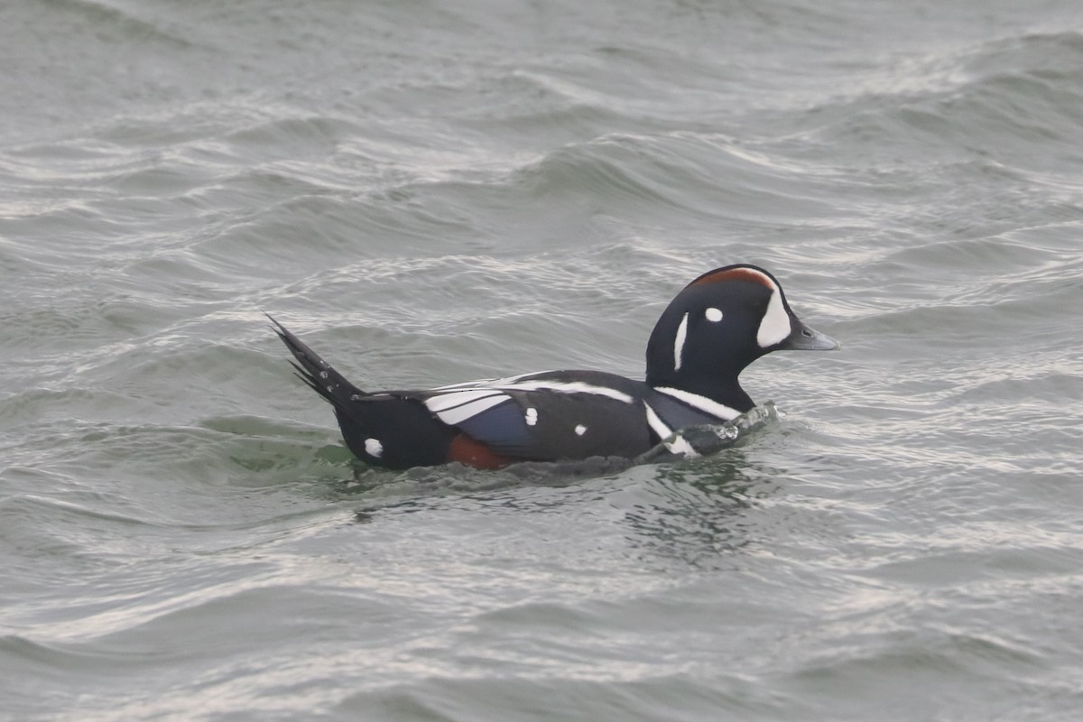 Harlequin Duck - ML646234657