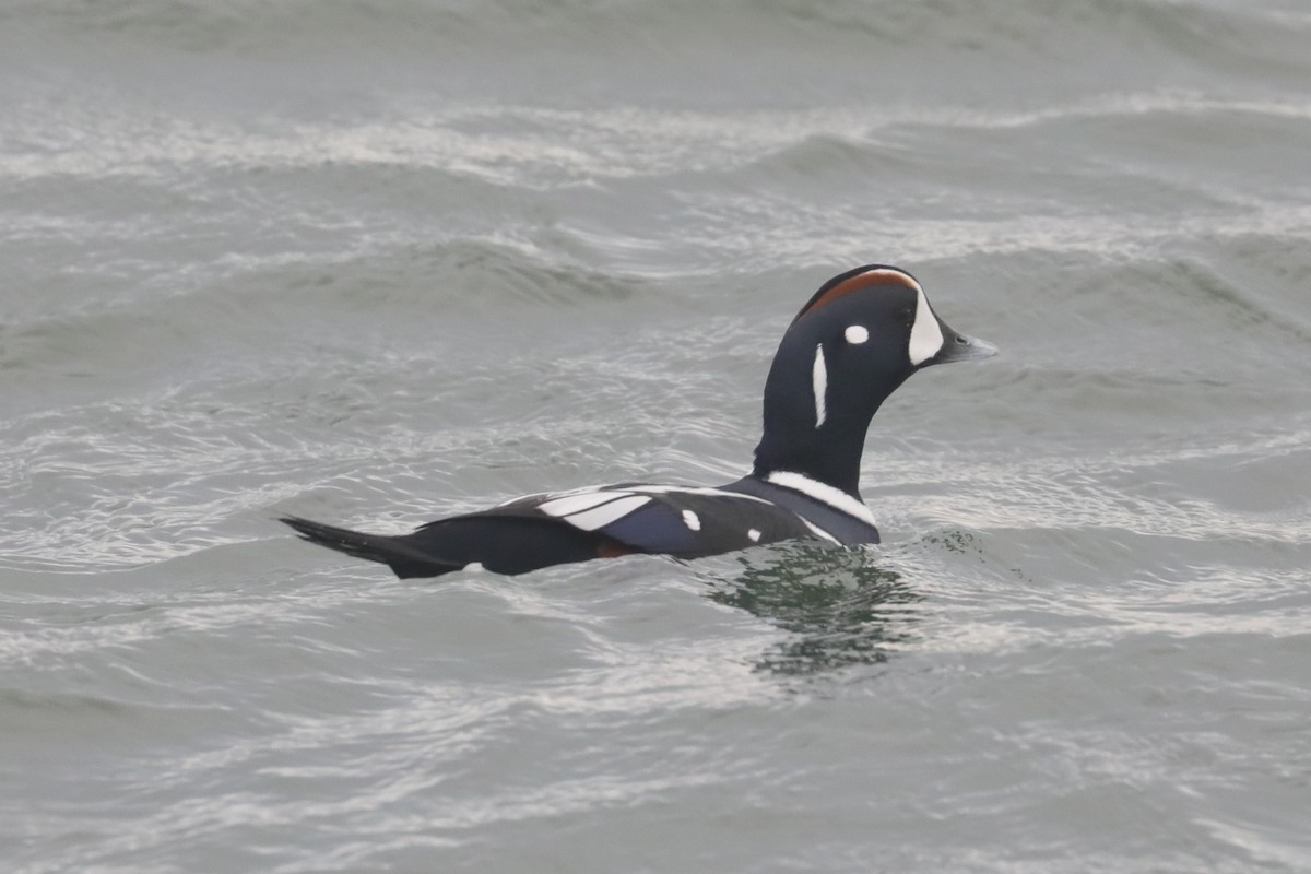 シノリガモ - ML646234659